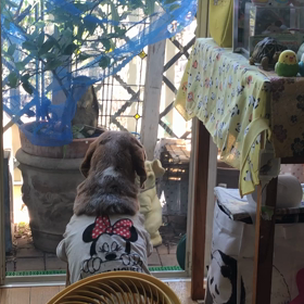 ベッキー❣️もの思う年頃⁉️の画像