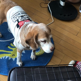 保護犬だったベッキーとペコ^o^の画像
