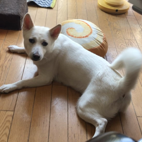 預かり犬のウーキー君とマリーちゃんの画像