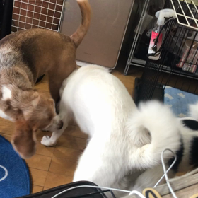 預かり犬のウーキー君とマリーちゃんplusベッキー^o^の画像