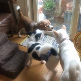 預かり犬のウーキー君とマリーちゃんの画像