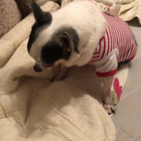 保護犬だったベッキーとペコ^o^の画像