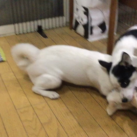 預かり犬のウーキー君とマリーちゃんの画像