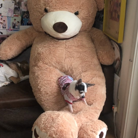 デカプーちゃんʕ•ᴥ•ʔの画像