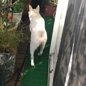 預かり犬のウーキー君とマリーちゃんの画像