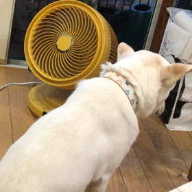 預かり犬のウーキー君とマリーちゃんの画像