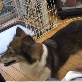 保護犬スリーシスターズの画像