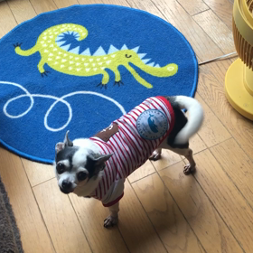 保護犬だったペコU^ェ^Uの画像