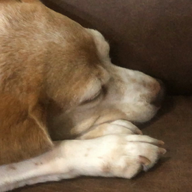 保護犬だったベッキーとペコの画像