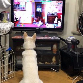預かり犬のウーキー君とマリーちゃんの画像
