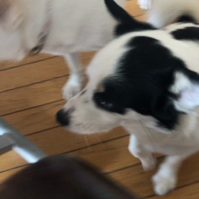 預かり犬のウーキー君とマリーちゃんの画像