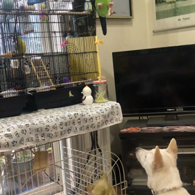 預かり犬ウーキー君とマリーちゃんの画像