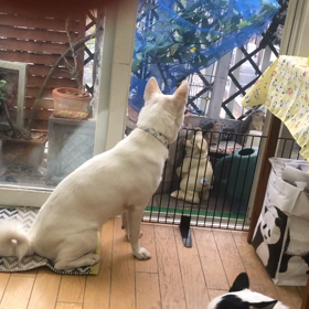 預かり犬のウーキー君とマリーちゃんの画像
