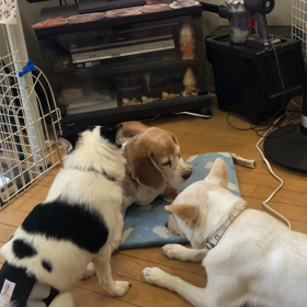 預かり犬のウーキー君とマリーちゃんplusベッキーの画像