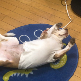 保護犬だったベッキーとペコの画像