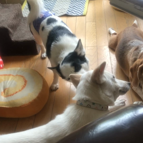 預かり犬のウーキー君とマリーちゃんの画像