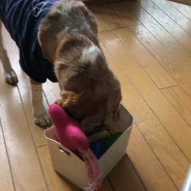 保護犬だったベッキー^o^の画像