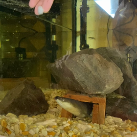   主人のペットうなぎの餌やり〜^ ^の画像