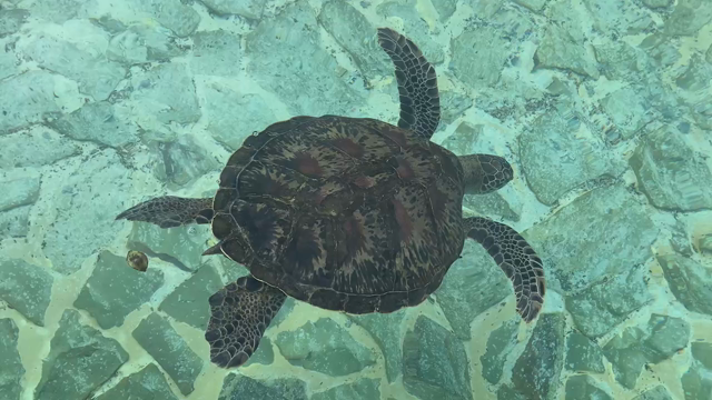 宮古島　最終日の記事動画