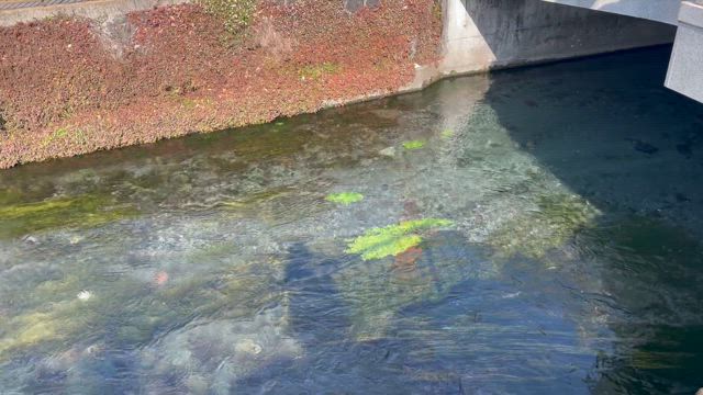 夫婦旅行　2日目の記事動画
