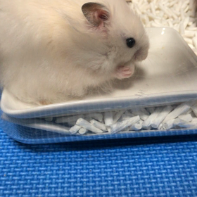 何度見ても飽きない(*´꒳`*)の画像