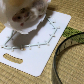器用に走るらなちゃん（≧∇≦）※動画ありの画像