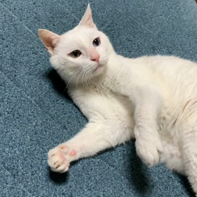 激しいバトルの画像