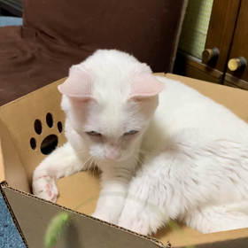 猫じゃらしの画像