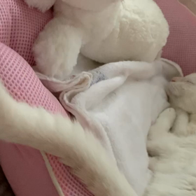 しっぽゆらゆらの画像