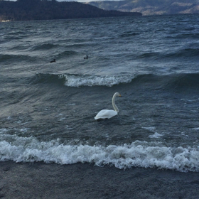白鳥のパドリングの画像