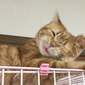 今日から…の画像