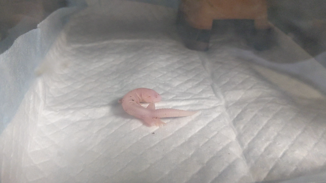 お目々が………の記事動画