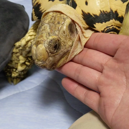 カミツキガメの記事動画