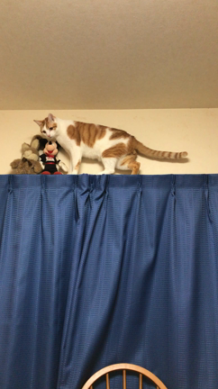 ちょっと一息の記事動画