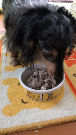 今朝のご飯の記事動画