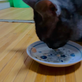 にゃんこあるある魔法の言葉・・。の画像