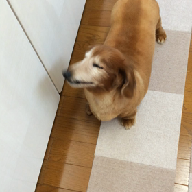 マルガリータ♪の画像