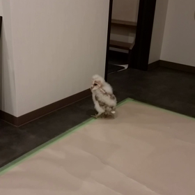 モコちゃん仕方なく帰るの巻きの画像