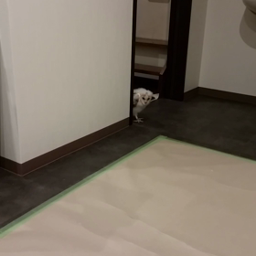 モコちゃん来るの巻きの画像