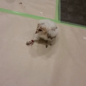 モコちゃんまだ物足りないの巻きの画像