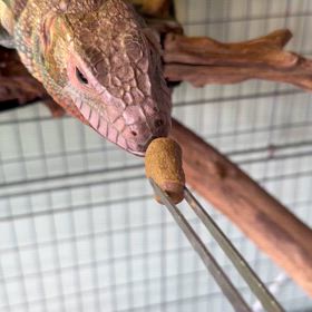 ガイアナカイマンの咀嚼音の画像