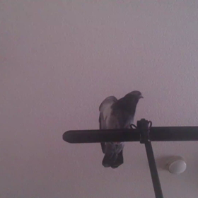 今日のポオ～の画像