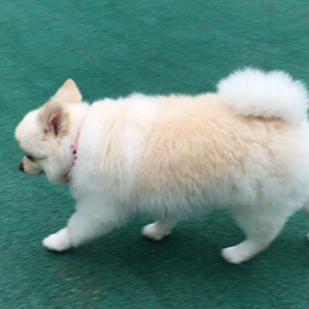 太っちょ ララ子ちゃん ドッグランへの画像