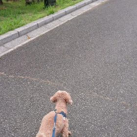 ネコと遭遇！の画像