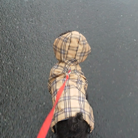 雨の日の画像
