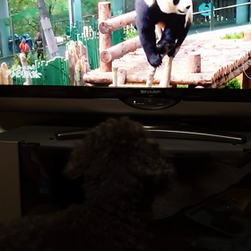 パンダ VS ライトの画像