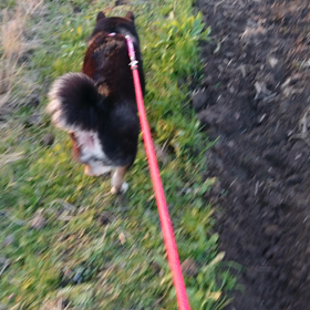 柴犬くんたちのお散歩の画像