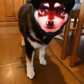 鬼柴犬の画像