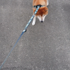 歩きたくないですの画像