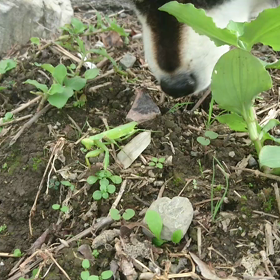 カマキリと遭遇の画像